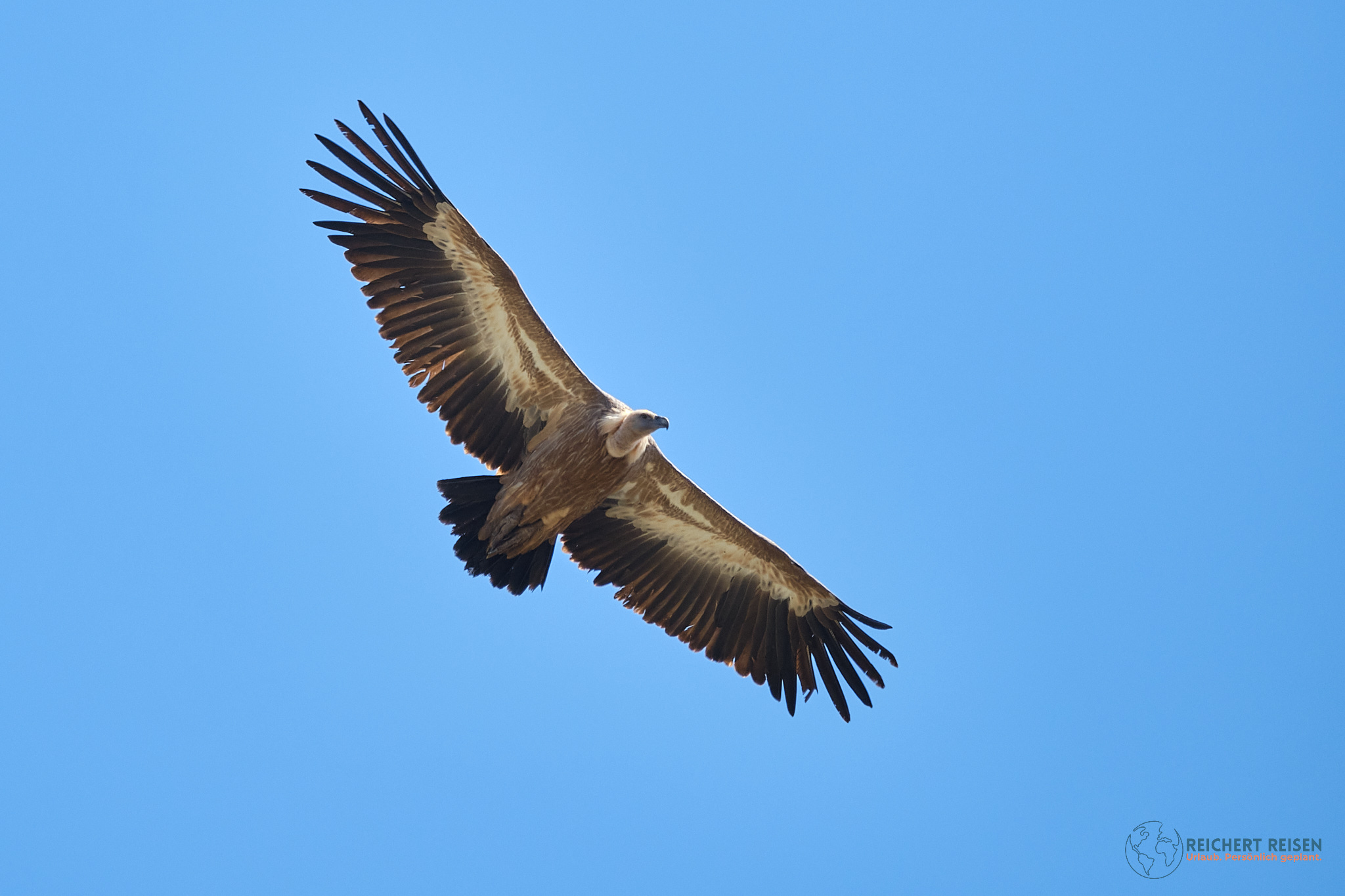 Gänsegeier am krertischen Himmel